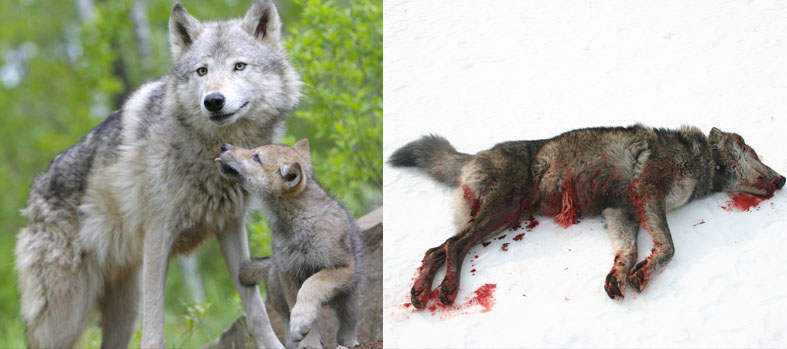 отсрел и убийство волков