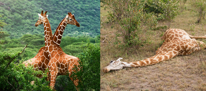 Истребление и гибель жирафов